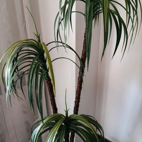 Decorative plant for indoor and outdoor spaces (H 1.40).