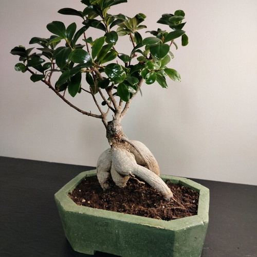 Bonsai Ficus Ginseng 10 Years Care in Handmade Eco Pot