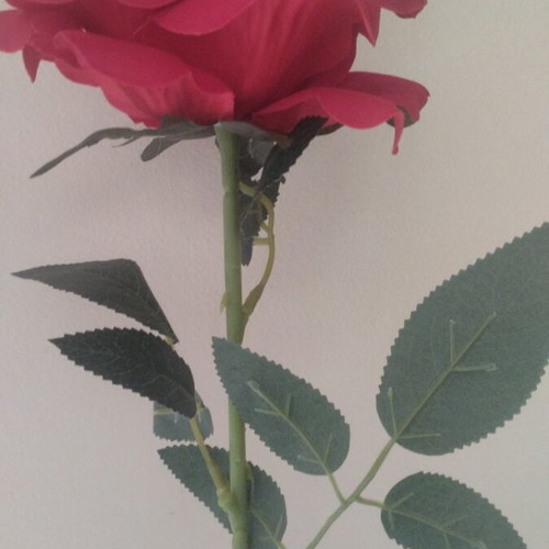 Rose new