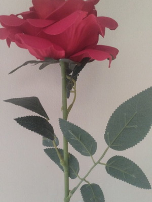 Rose new