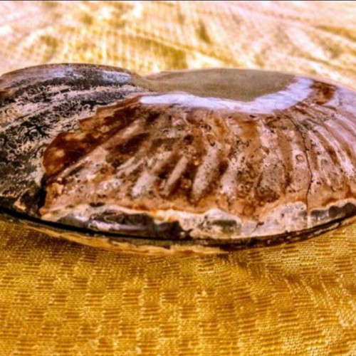 Ammonite fossil like new, 16x16x4 cm, polished