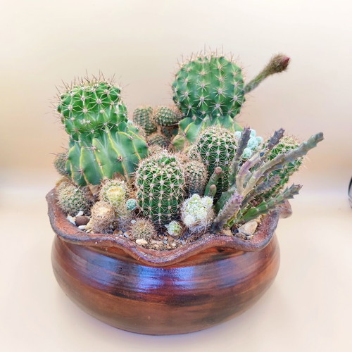 Cactus arrangement in ceramic pot new