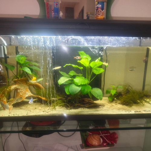 Aquarium 110 liters used with water pumps, heater, and filter
