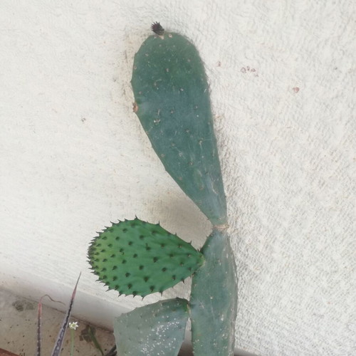 Opuntia cactus used with large leaf in pot