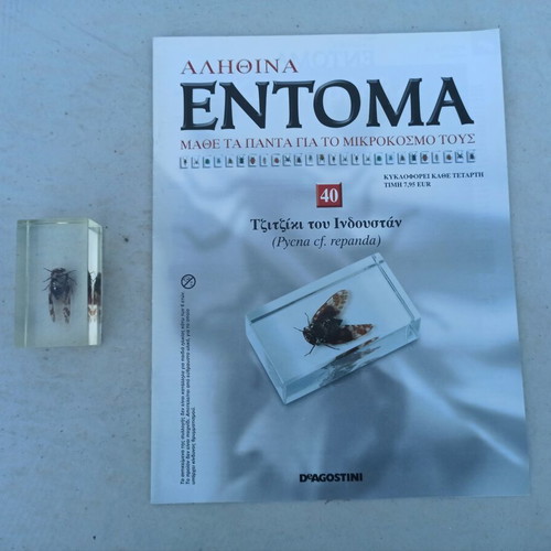 Cicada Insect from India Deagostini True Insects Series like new with book and label