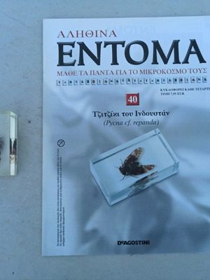 Έντομο Τζιτζίκι του Ινδουστάν της σειράς Αληθινά Έντομα της deagostini σαν καινούργιο με βιβλίο και ετικέτα