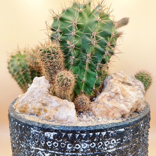 Echinopsis arrangement in ceramic pot new