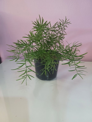 Climbing asparagus plant small, new