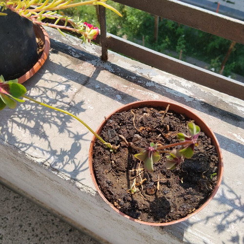 Oxalis four-leaf clover indoor plant in plastic pot