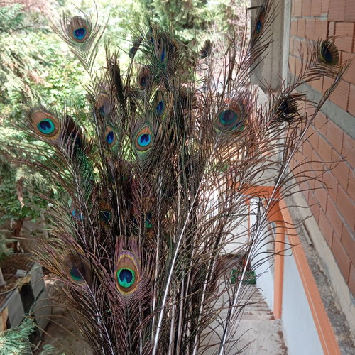 Peacock feathers natural, new