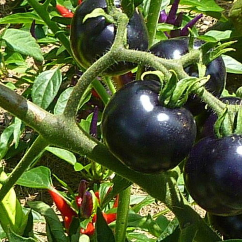 Indigo Rose black tomato seeds, pack of 20