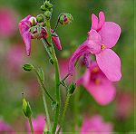  20 Σποροι Φυτο Twinspur Pink Queen