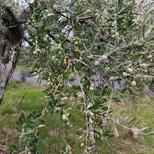 Ελαιόλαδο έξτρα παρθένο φετινό 5 λίτρων από Αρκαδία καινούργιο