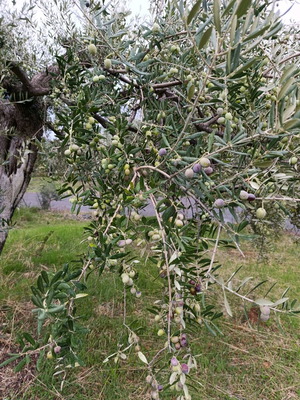 Екстра върджин зехтин пресен от Аркадия, нов