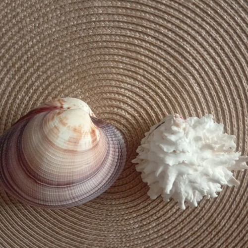 Spondylus and Antigona closed bivalve shells set, like new