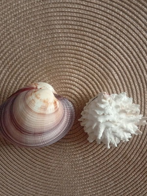 Spondylus and Antigona closed bivalve shells set, like new
