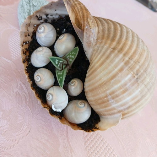 Succulent in natural shell new