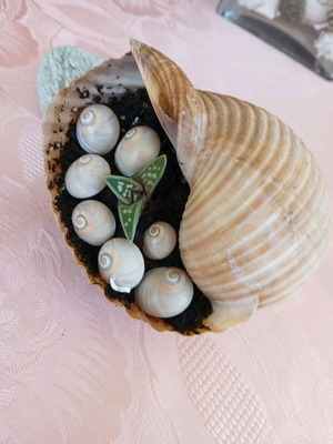 Succulent in natural shell new