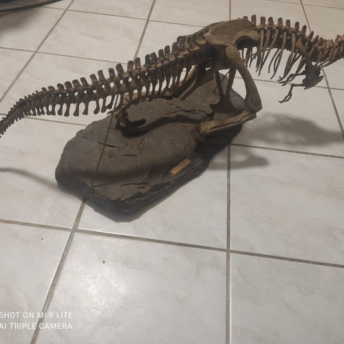 Tyrannosaurus Rex used decorative model, scale 1:10