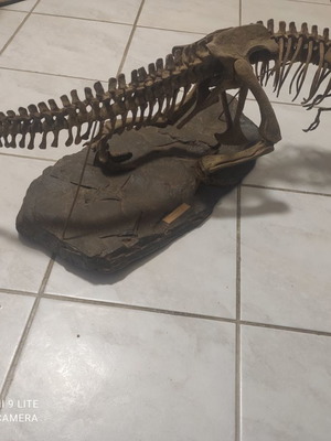 Tyrannosaurus Rex used decorative model, scale 1:10