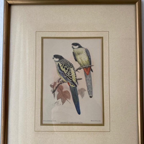 Handmade Brown Parakeet Lithograph 1896 by H. Goodchild like new
