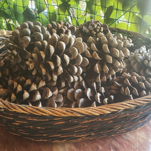 Basket with 15 pine cones