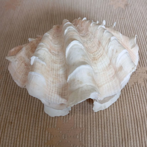 Shell used, two pieces, length 14 cm, width 9 cm