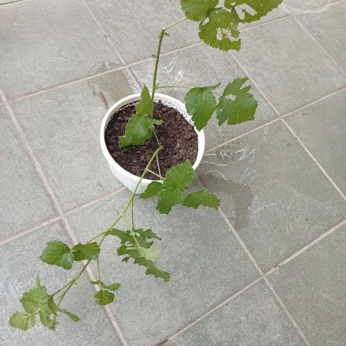 Raspberry plant new, thorny with large red raspberries
