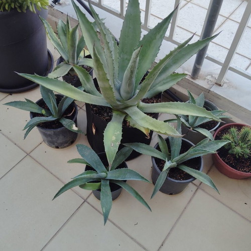 Blue Agave plants in various sizes, sold separately