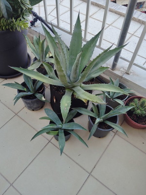 Blue Agave plants in various sizes, sold separately