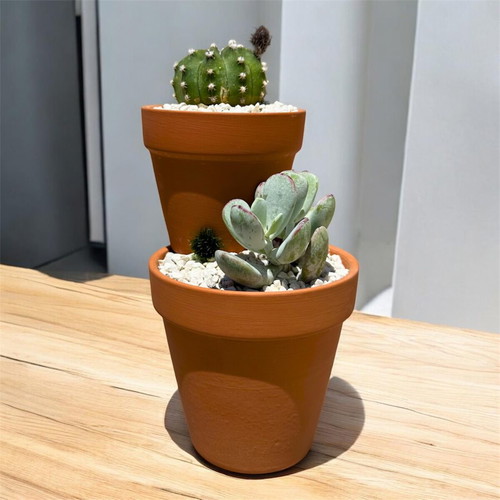 Handmade succulent arrangement with Cotyledon orbiculata and Echinopsis Subdenudata