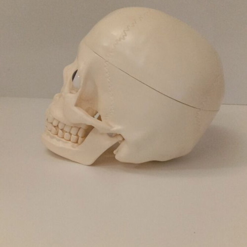Skeleton head with half brain new