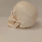 Skeleton head with half brain new