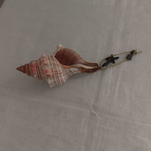 Porphyra shell seashell new, length about 10 cm