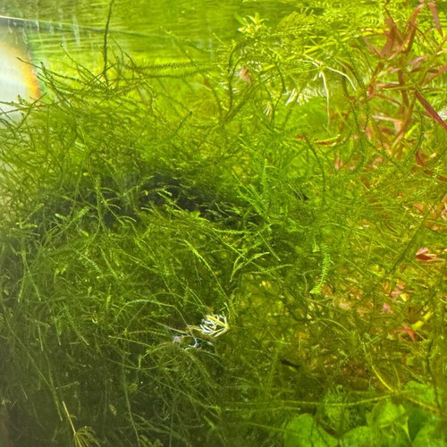 Taxiphyllum barbieri Bogor Moss aquarium plant new