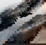 κούκλες βιτρίνας εξαιρετικής ποιότητας