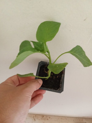 Horn Pepper plant new, box of 5 pieces