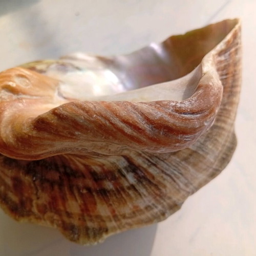 Pearl turban sea shell like new, size 16/16 cm