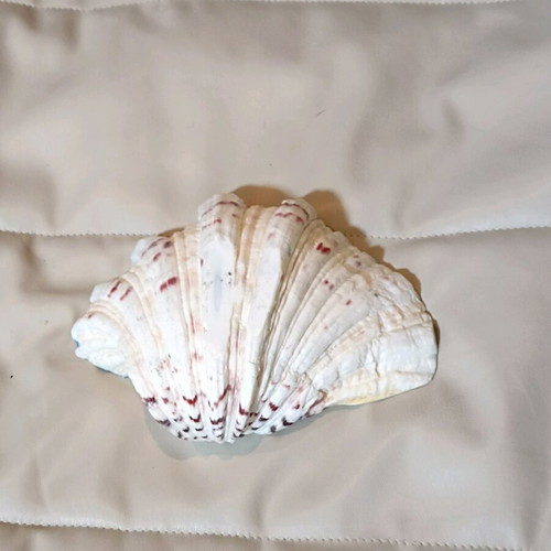 Tridacna seashell decorative hand-painted