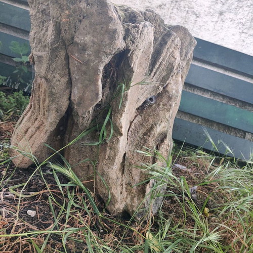 Fossilized tree trunk like new, large size
