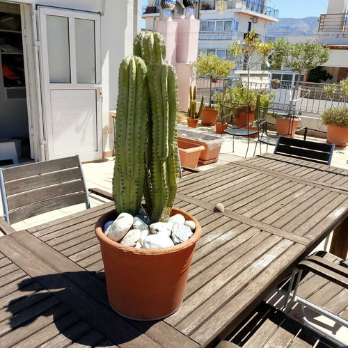 Cactus 15 years used in ceramic pot