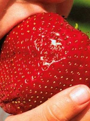 Giant Strawberry Seeds, pack of 50, high yield