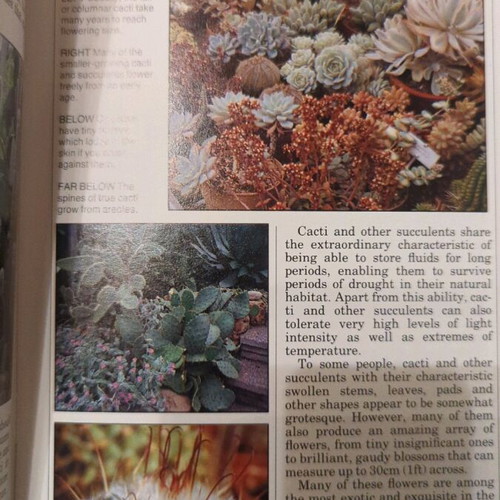 Collins Aura Garden Handbooks Cacti and succulents like new
