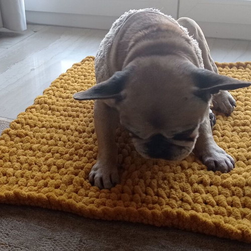 Handmade pet blanket with Alize Puffy yarn, mustard color, made to order