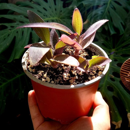 Tradescantia Pallida Purple Heart Plant