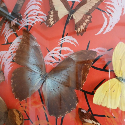Vintage Brazilian framed butterflies like new