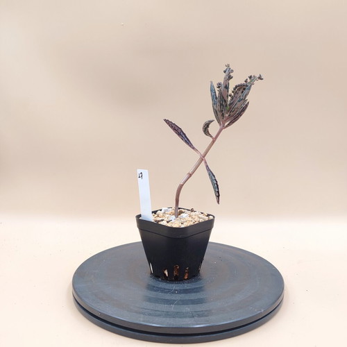 Mother of Thousands succulent plant, mini pot