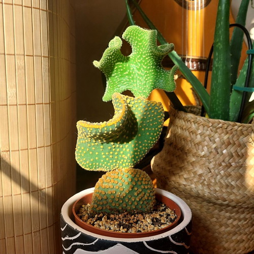 Opuntia Microdasys Monstrose cactus new