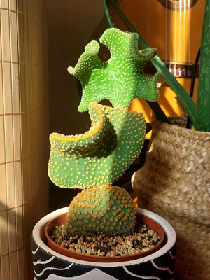 Opuntia Microdasys Monstrose cactus new