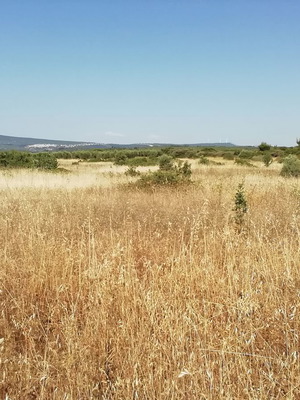 Parcel 3 acres in Larimna Phthiotis with good orientation